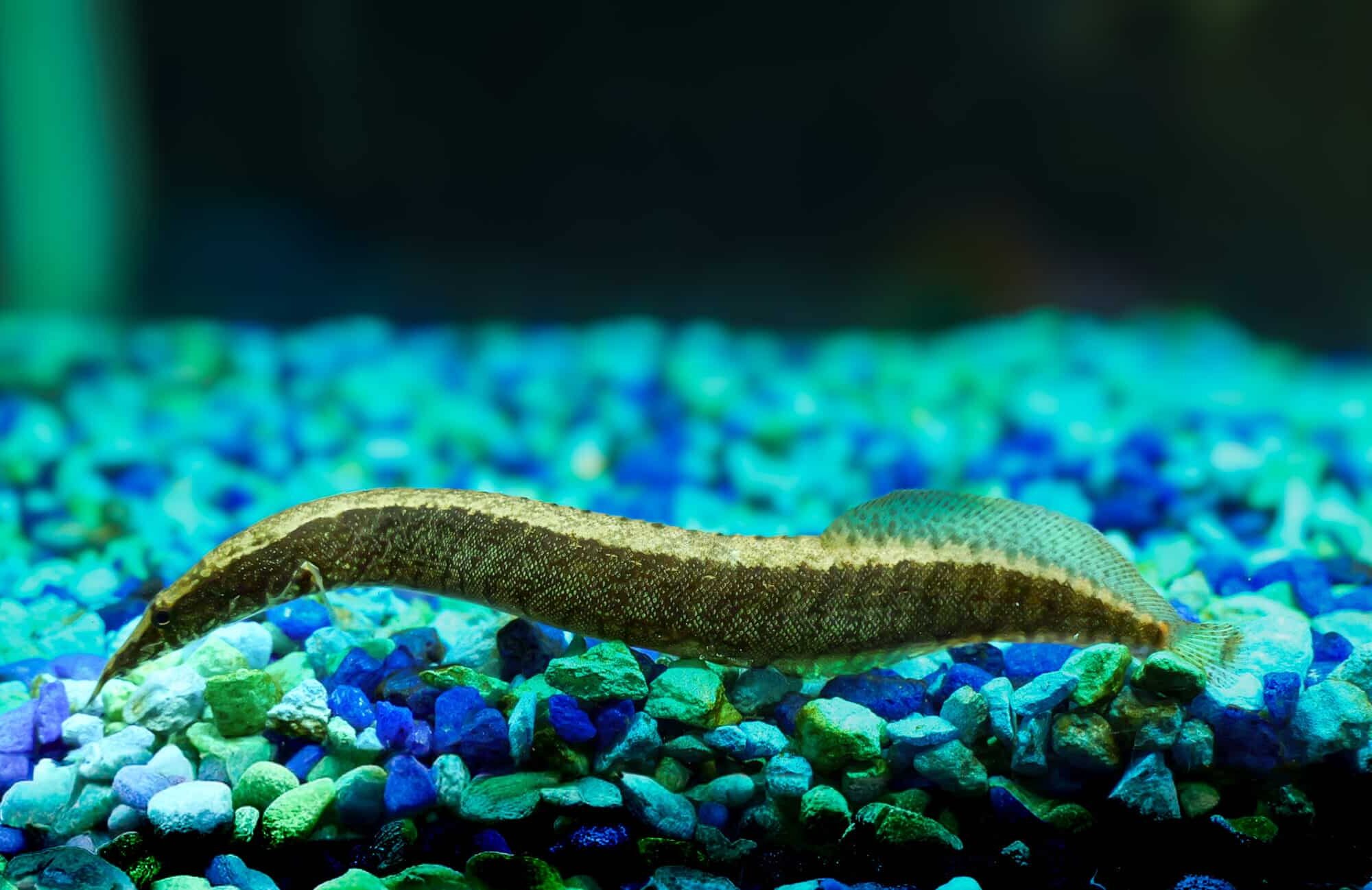 Zig Zag Spiny Eel
