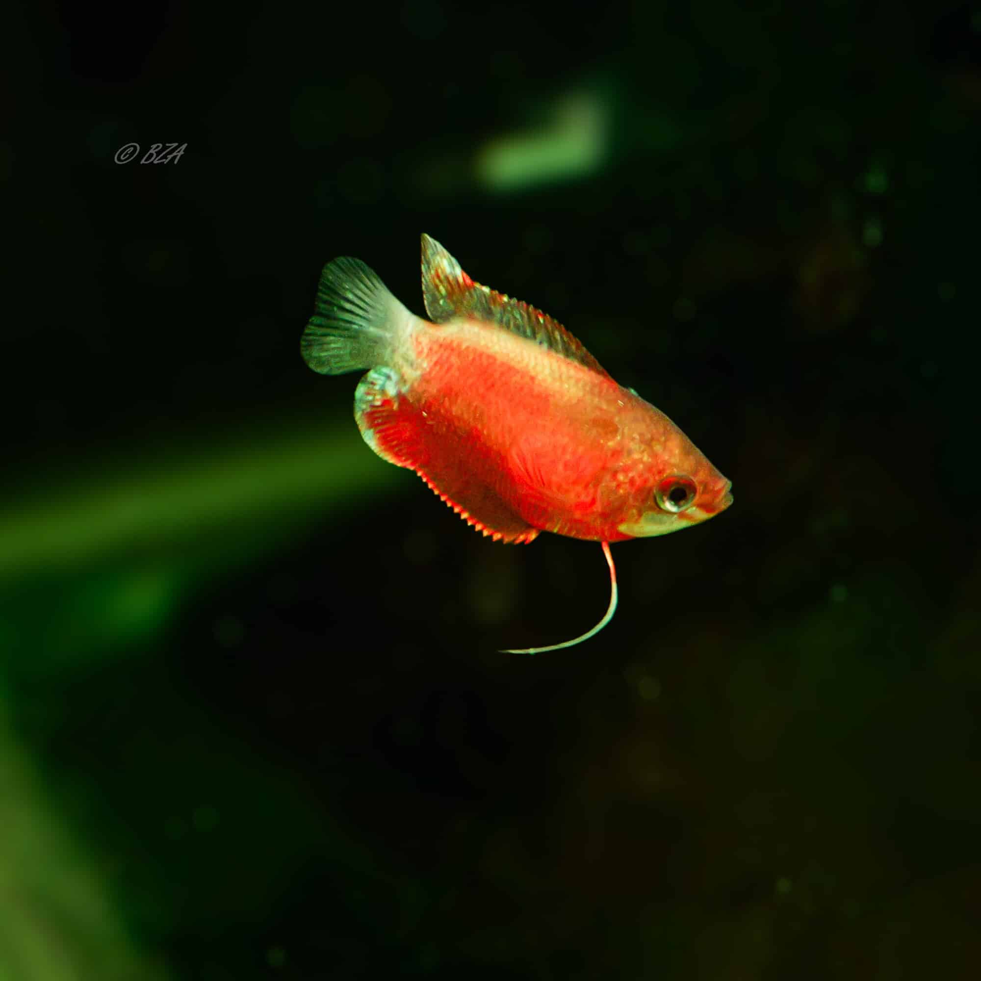 Dwarf Flame Honey Gourami