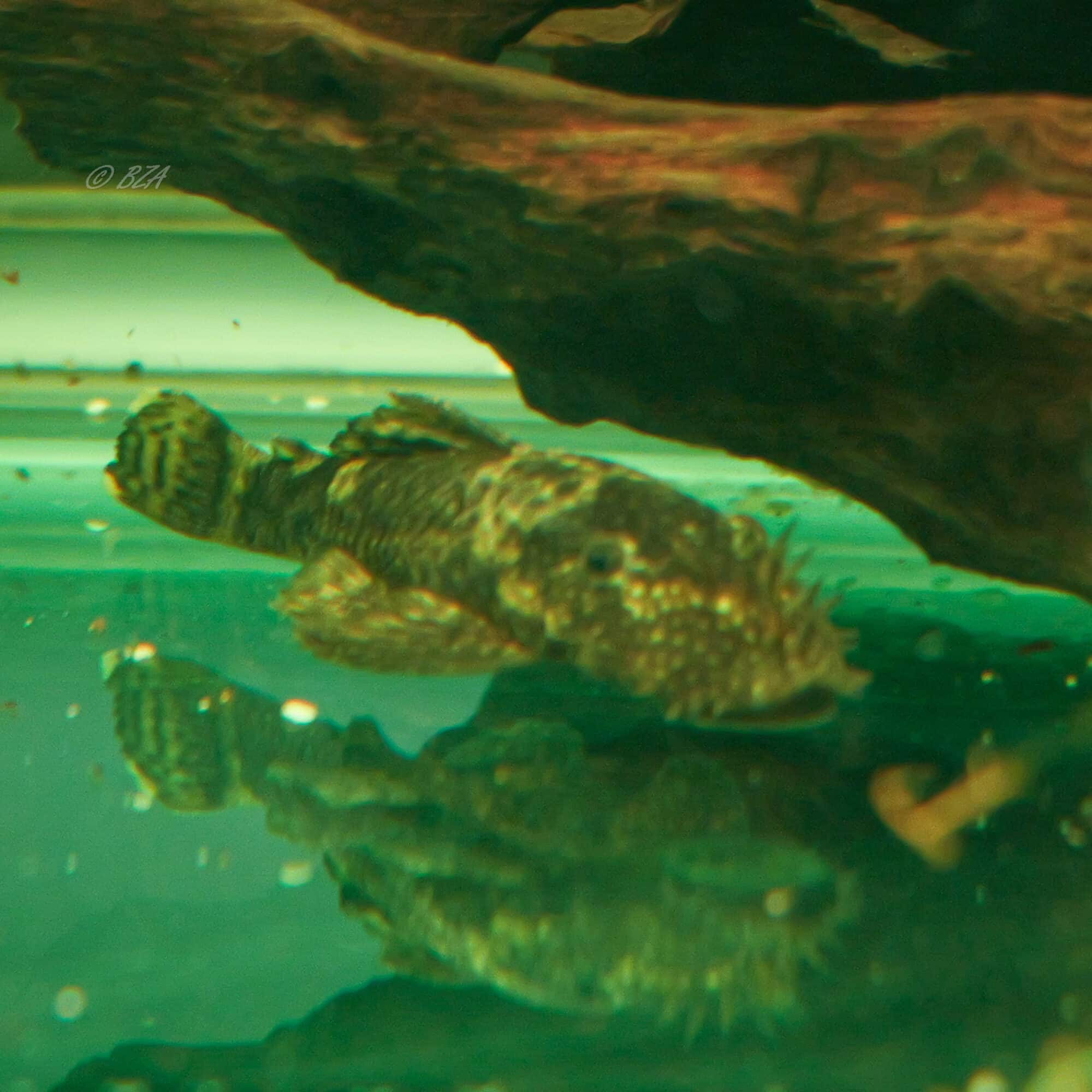 Bristlenose Pleco