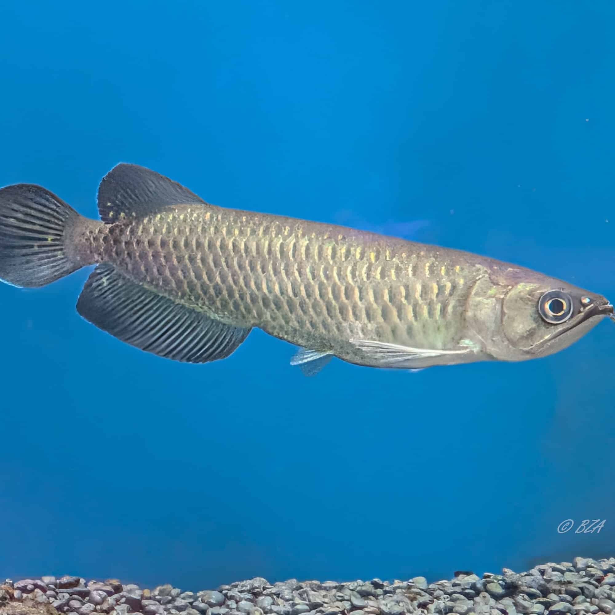 Jardini Arowana