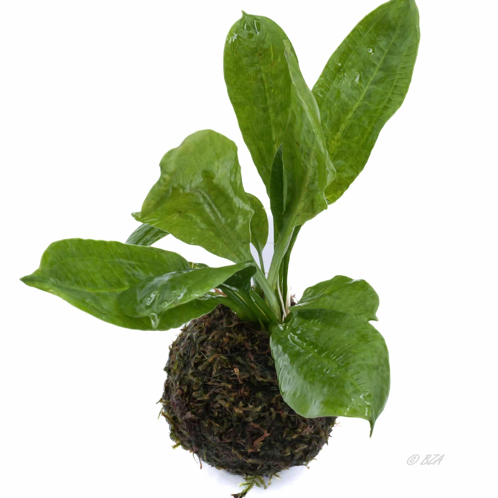 Sword Plant on Sinking Java Moss Ball