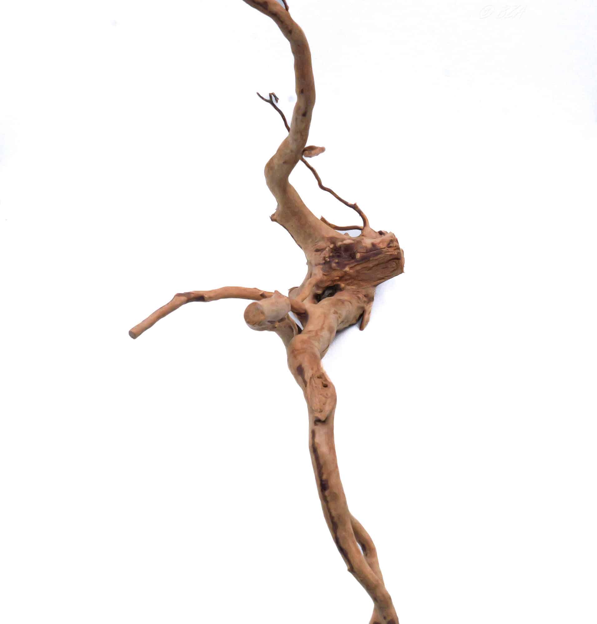 Spider Wood Large (12–16″)