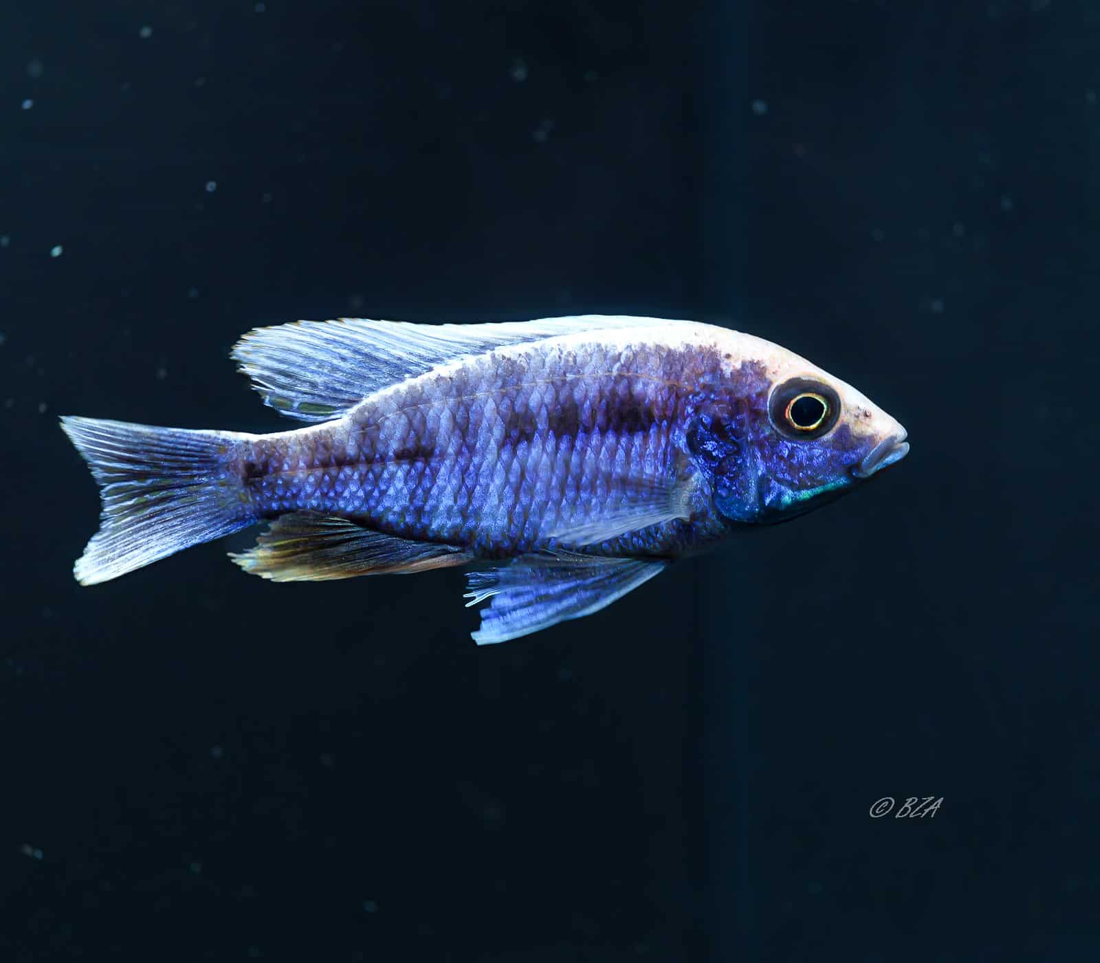 Sulfur Head Peacock Cichlid