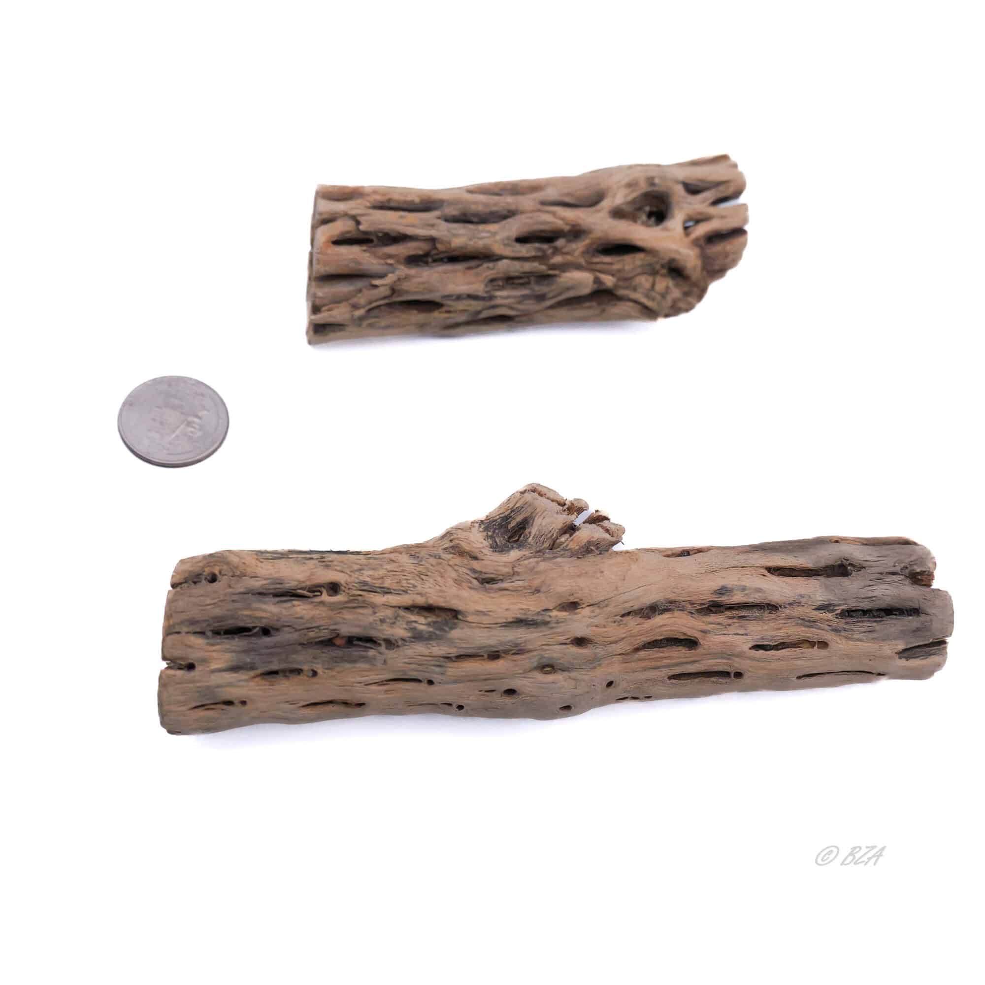 Cholla Wood
