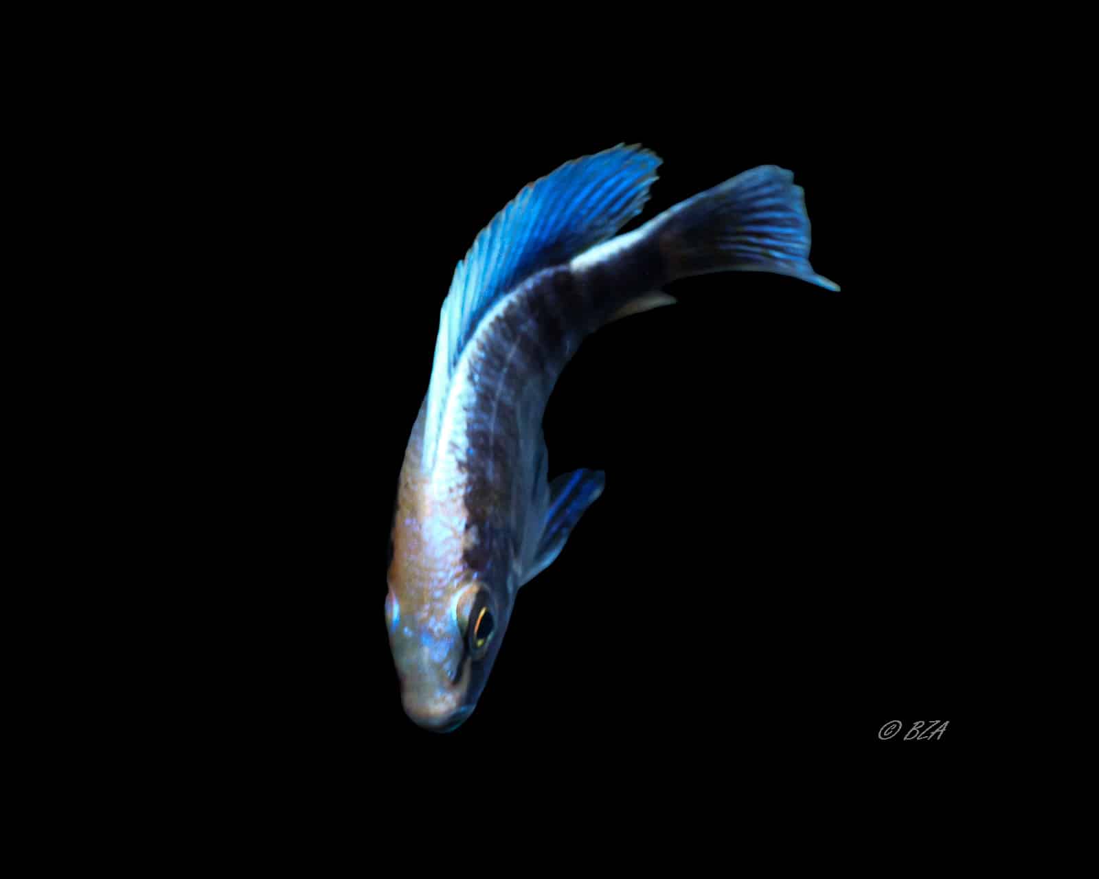 Sulfur Head Peacock Cichlid