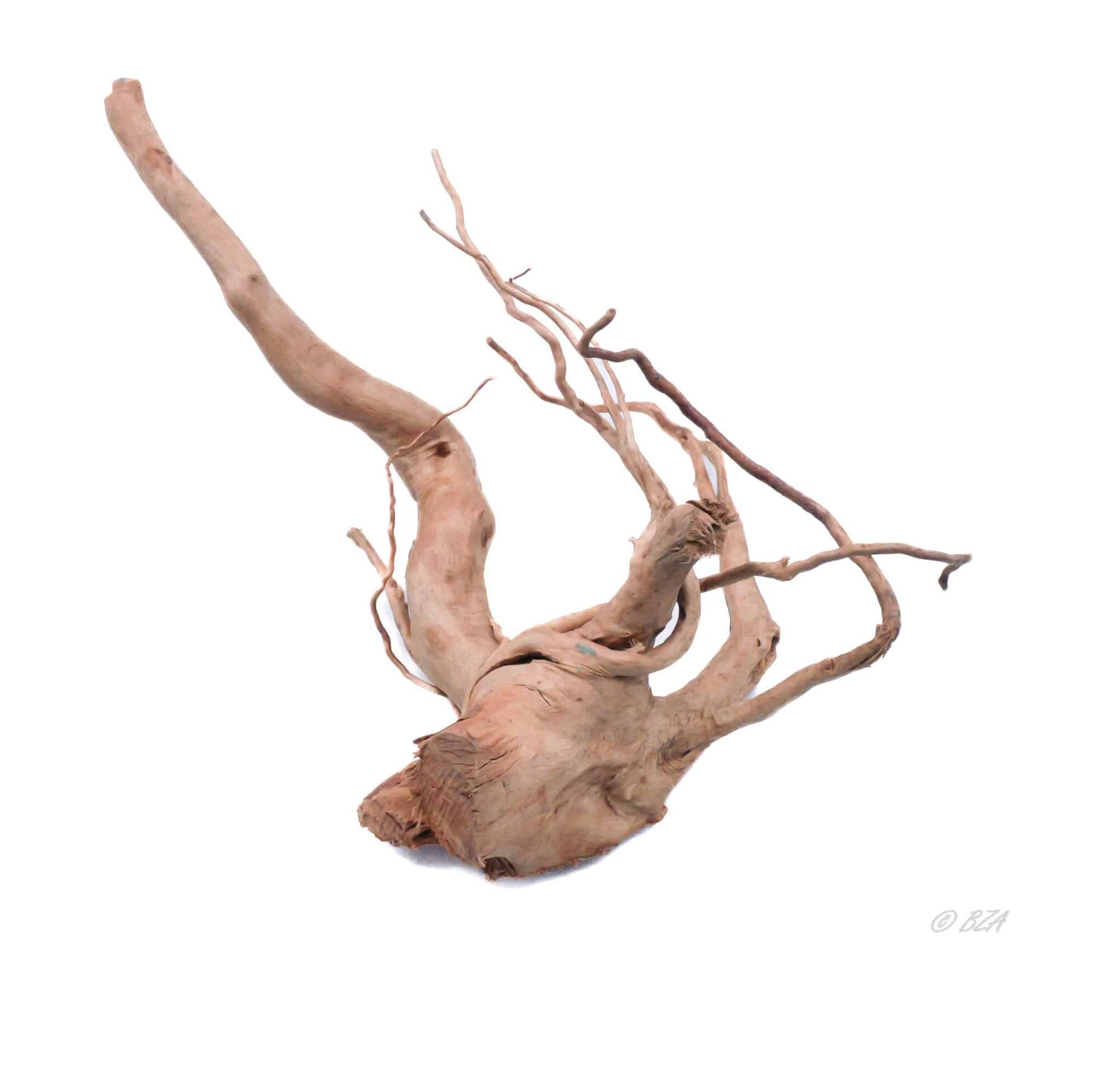 Spider Wood Large (12–16″)