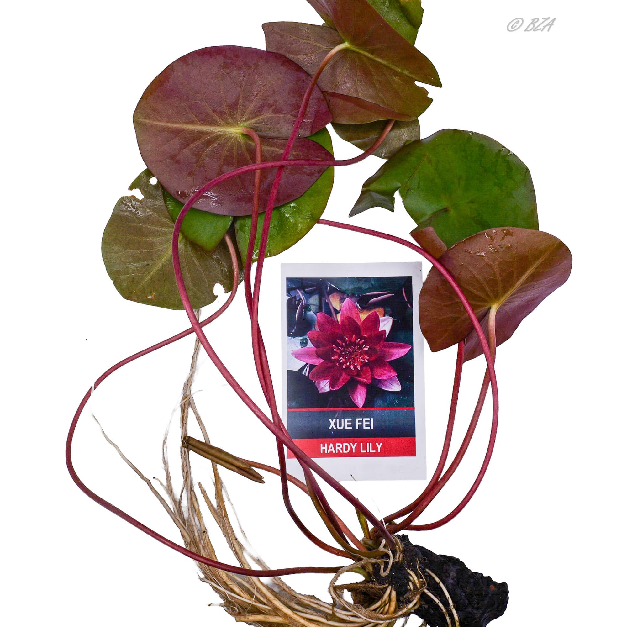 Xue Fei Dwarf Red Hardy Water Lily