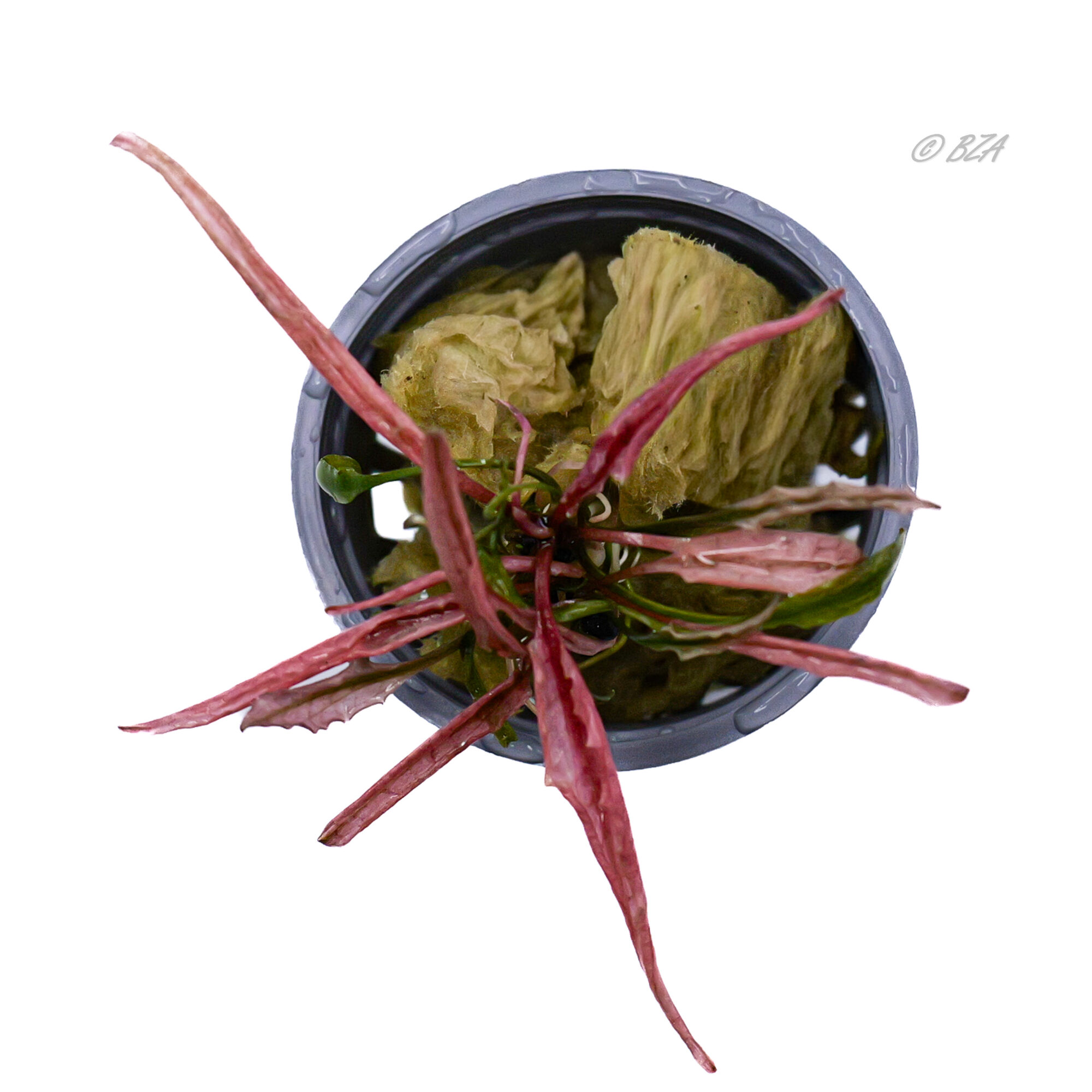 Pink Flamingo Crypt – Rare Pink Aquarium Plant – 2″ Pot