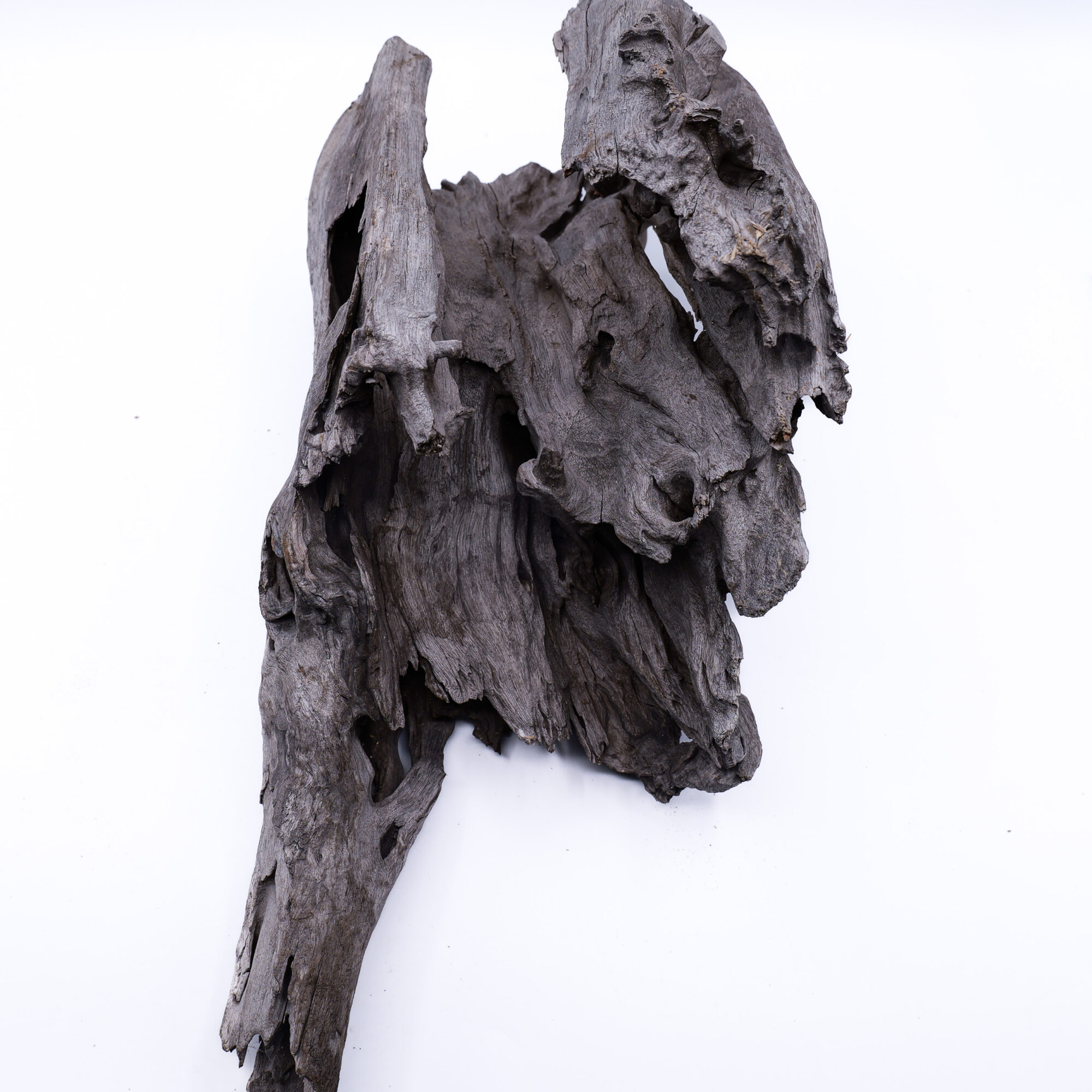 XL hollow stump driftwood