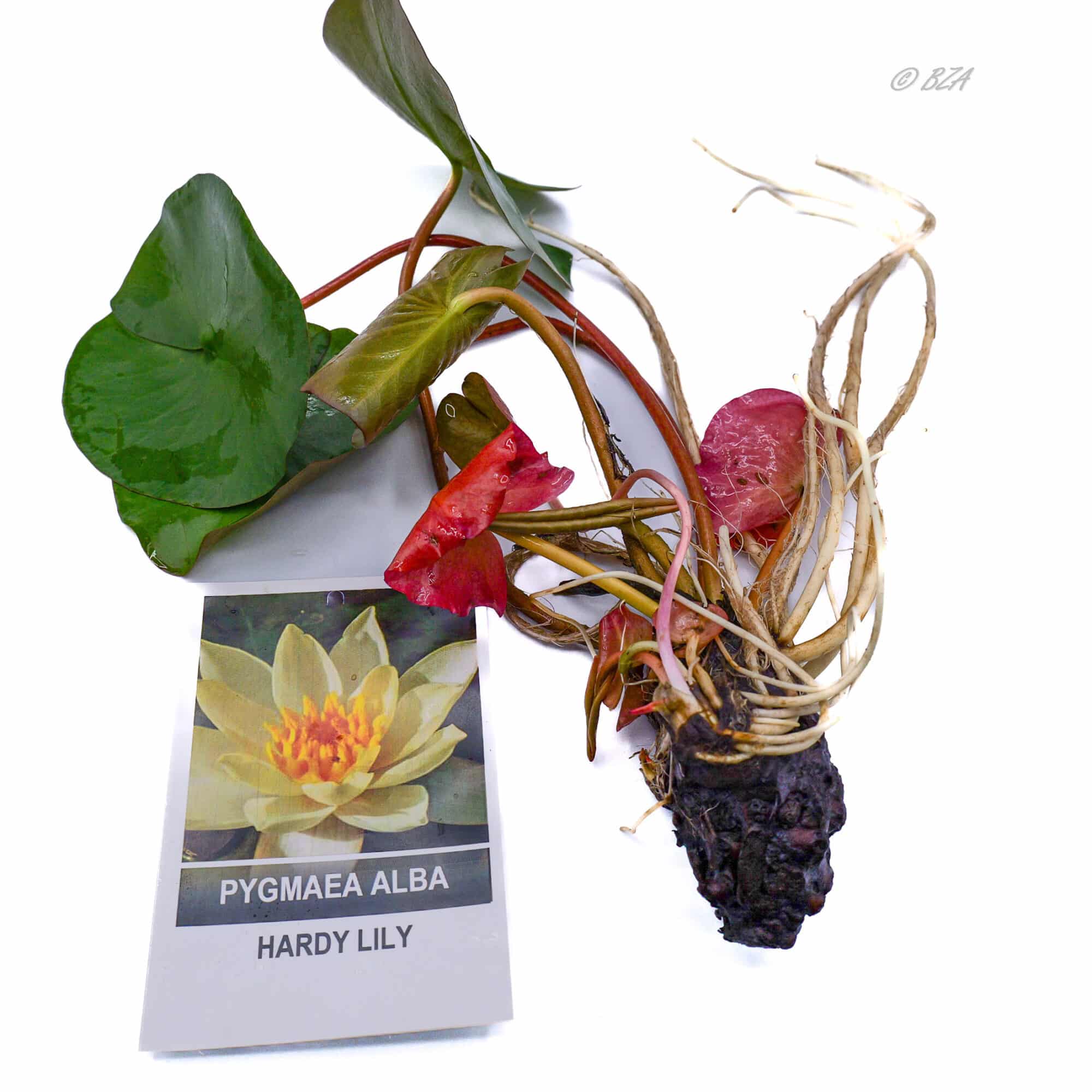 Pygmy Alba Hardy Water Lily