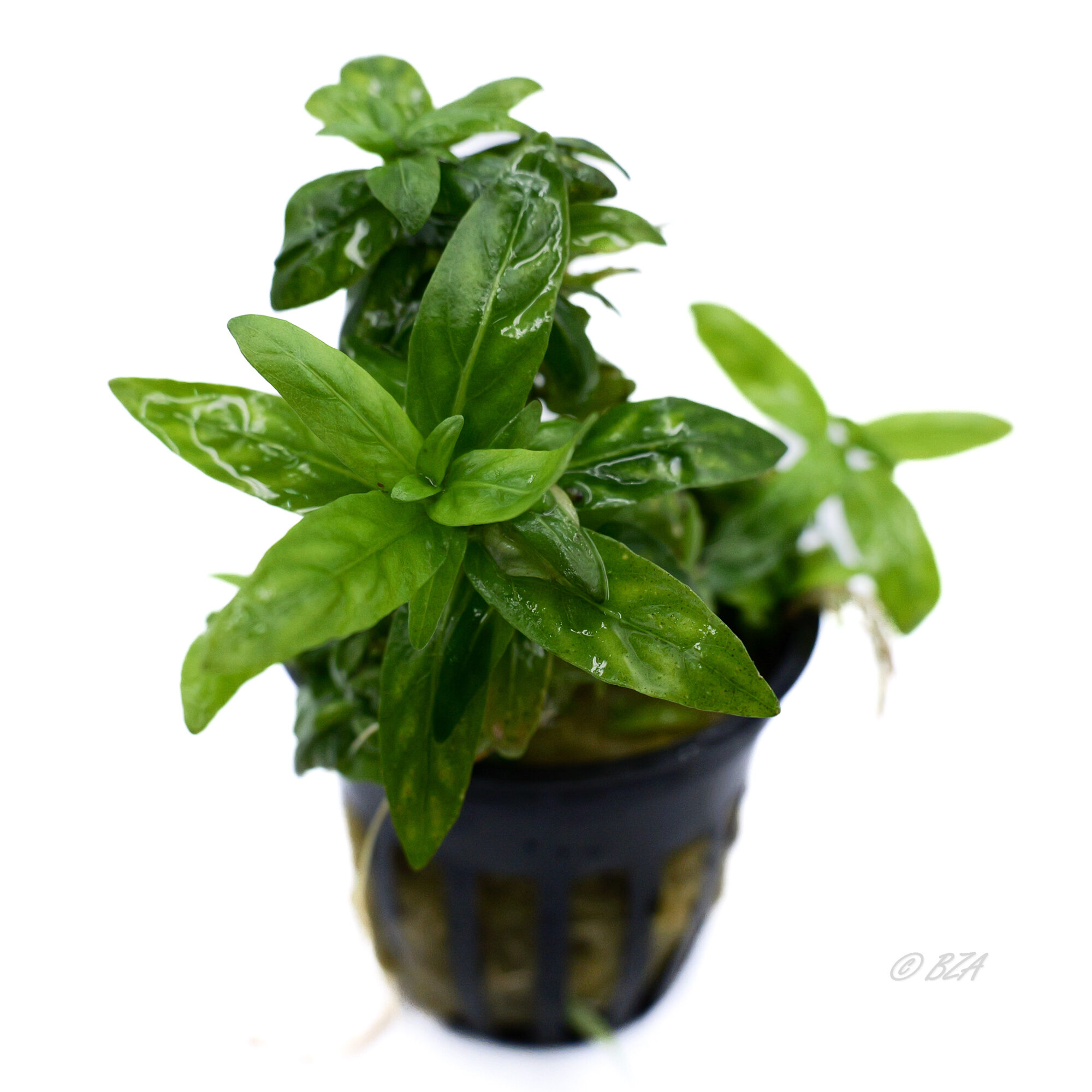 Staurogyne repens 2″ Pot