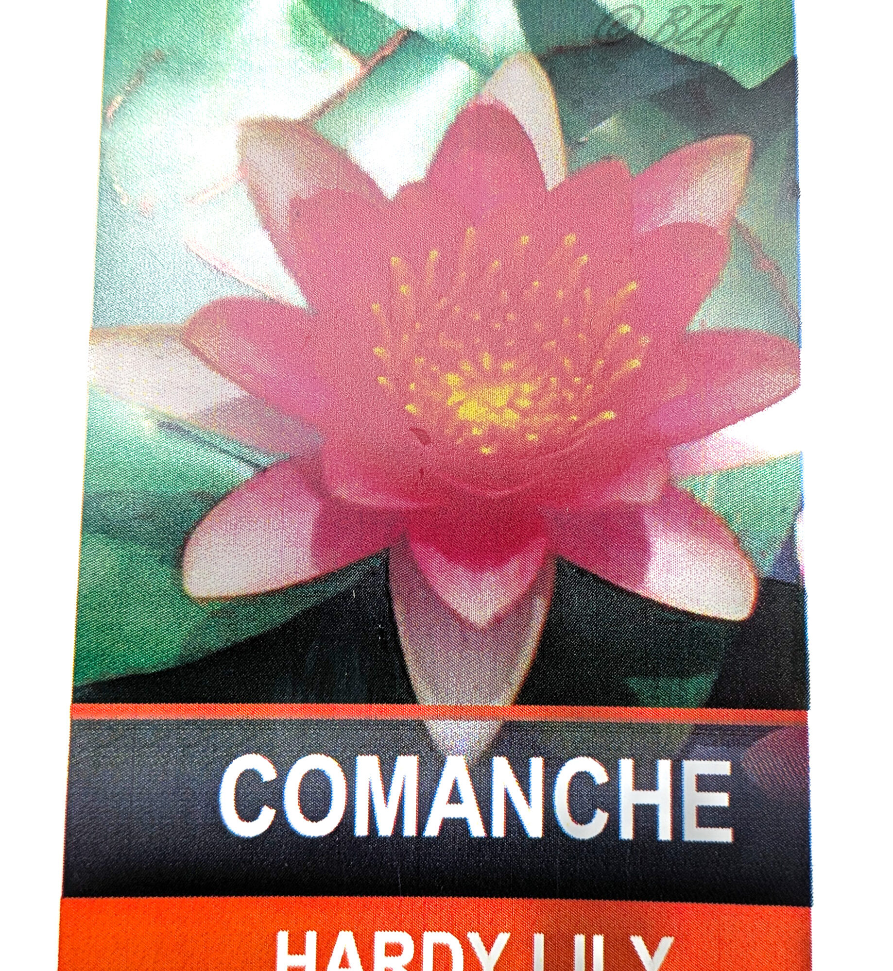 Comanche Changeable Hardy Water Lily