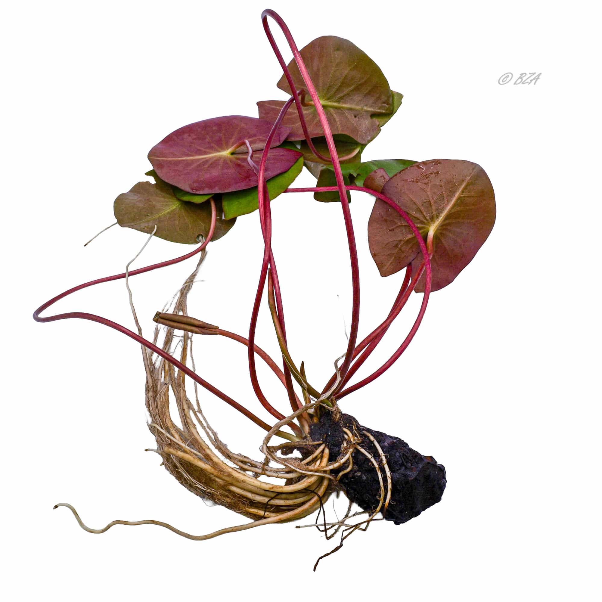 Xue Fei Dwarf Red Hardy Water Lily