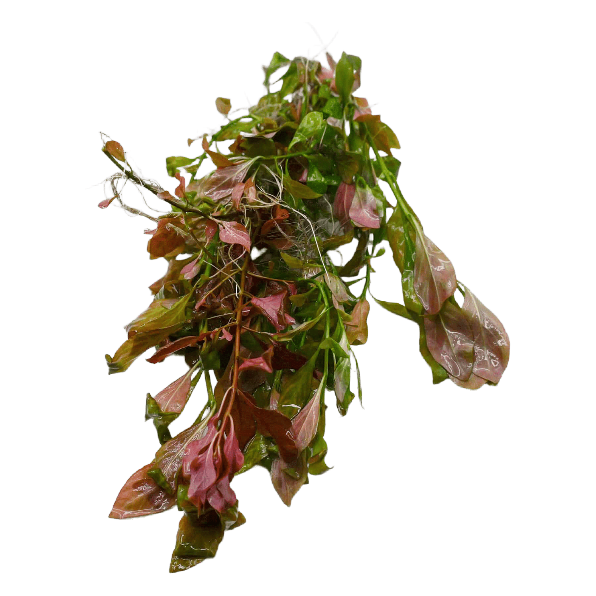 Ludwigia Combo  (12 Stems)