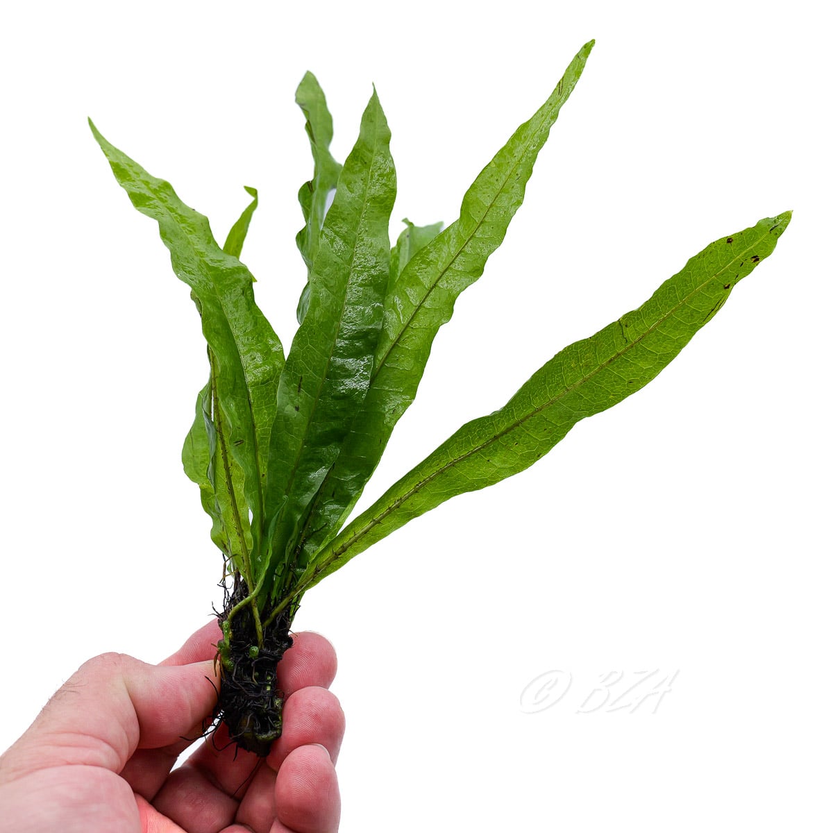 Java Fern Standard