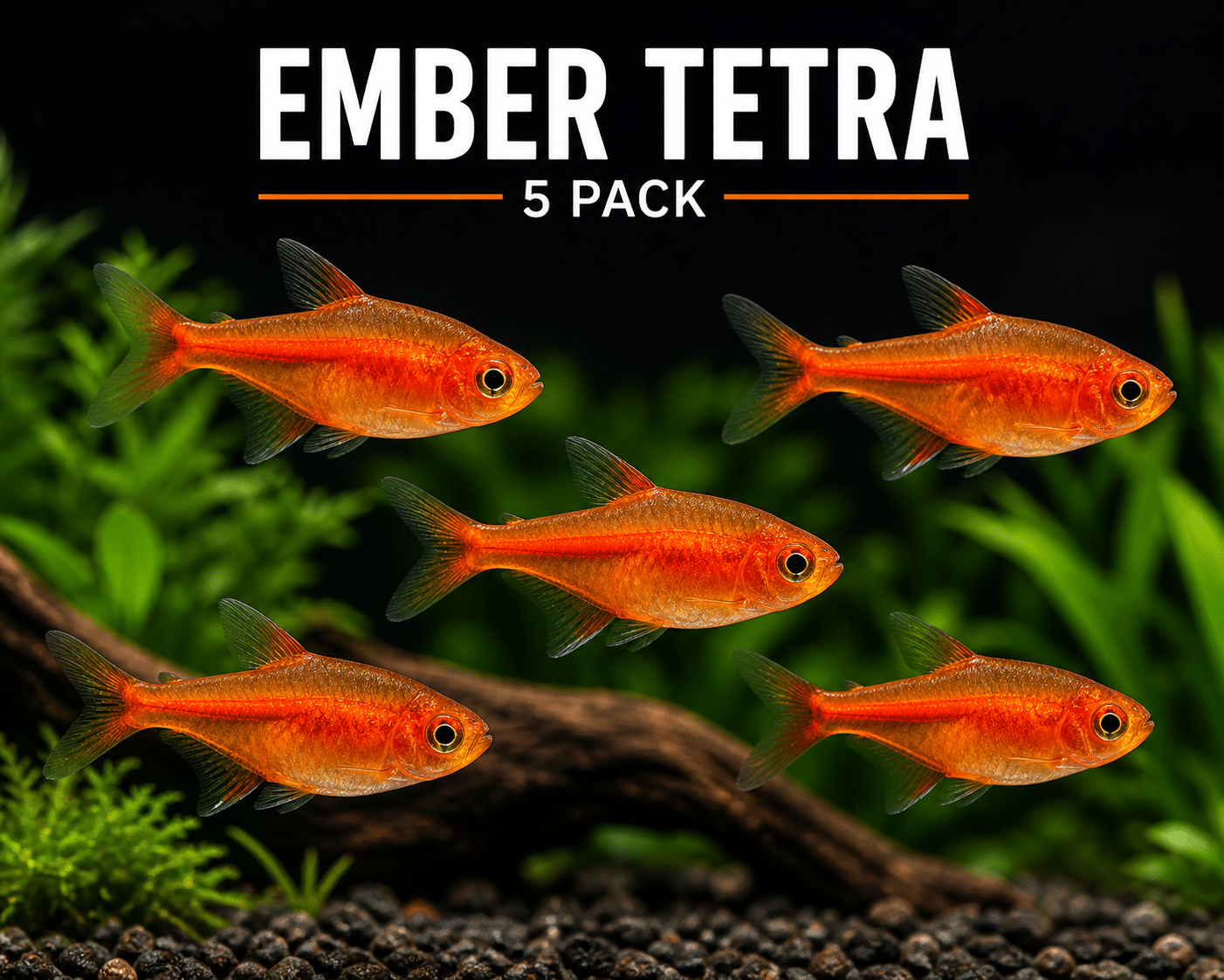 Ember Tetra 5 pack aquarium fish thumbnail with orange nano schooling fish on dark background