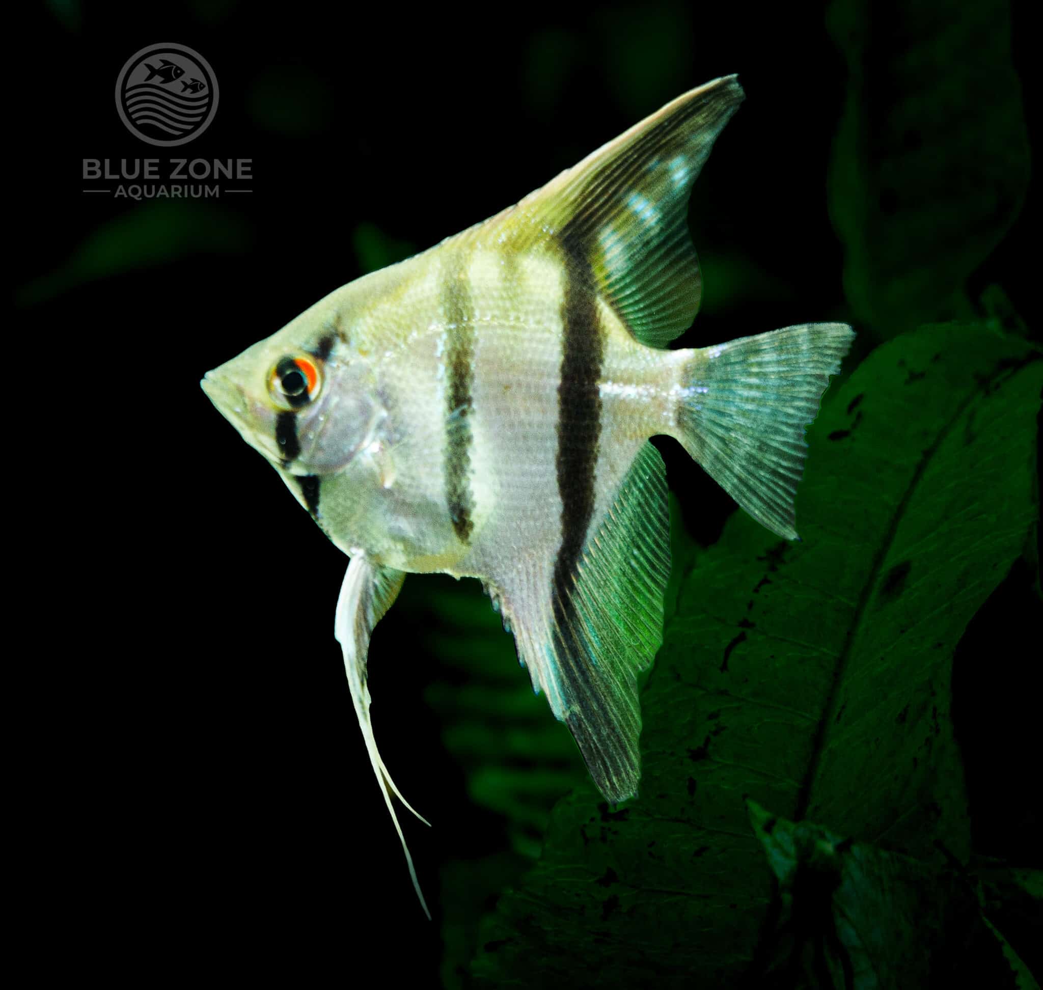 red shoulder angelfish wild caught