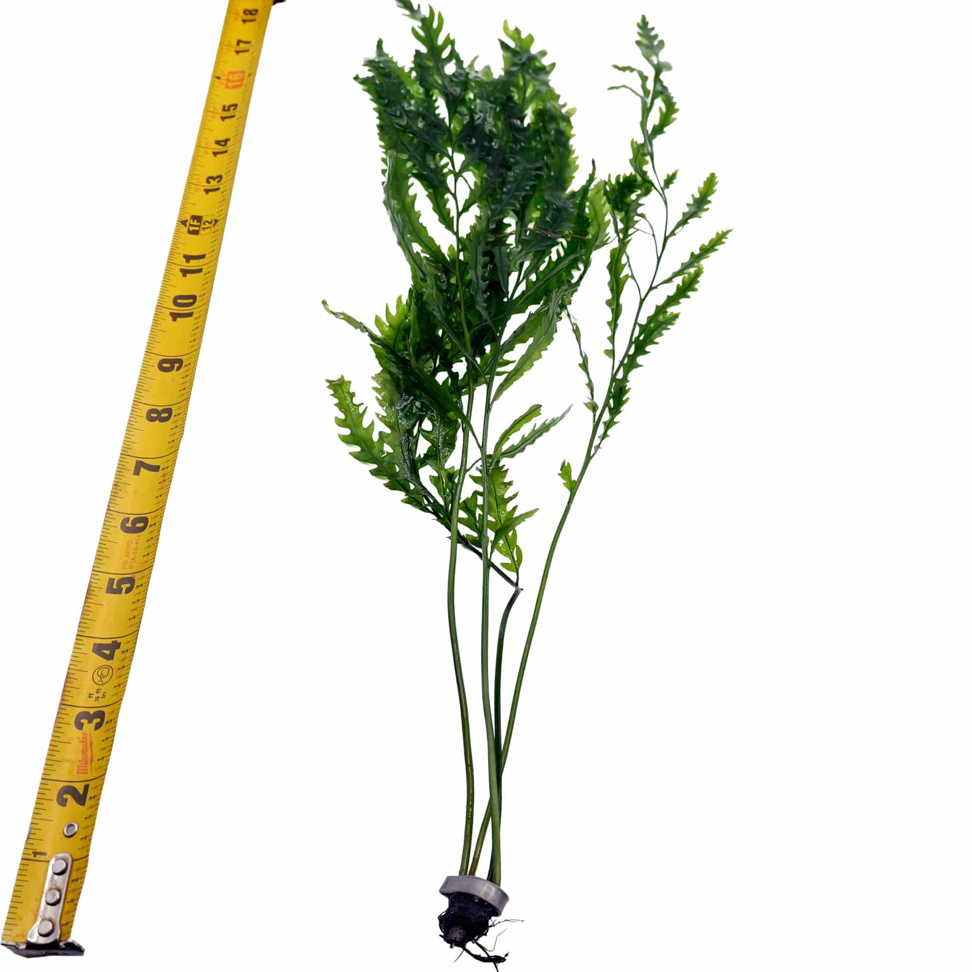 Bolbitis Heudelotii XL