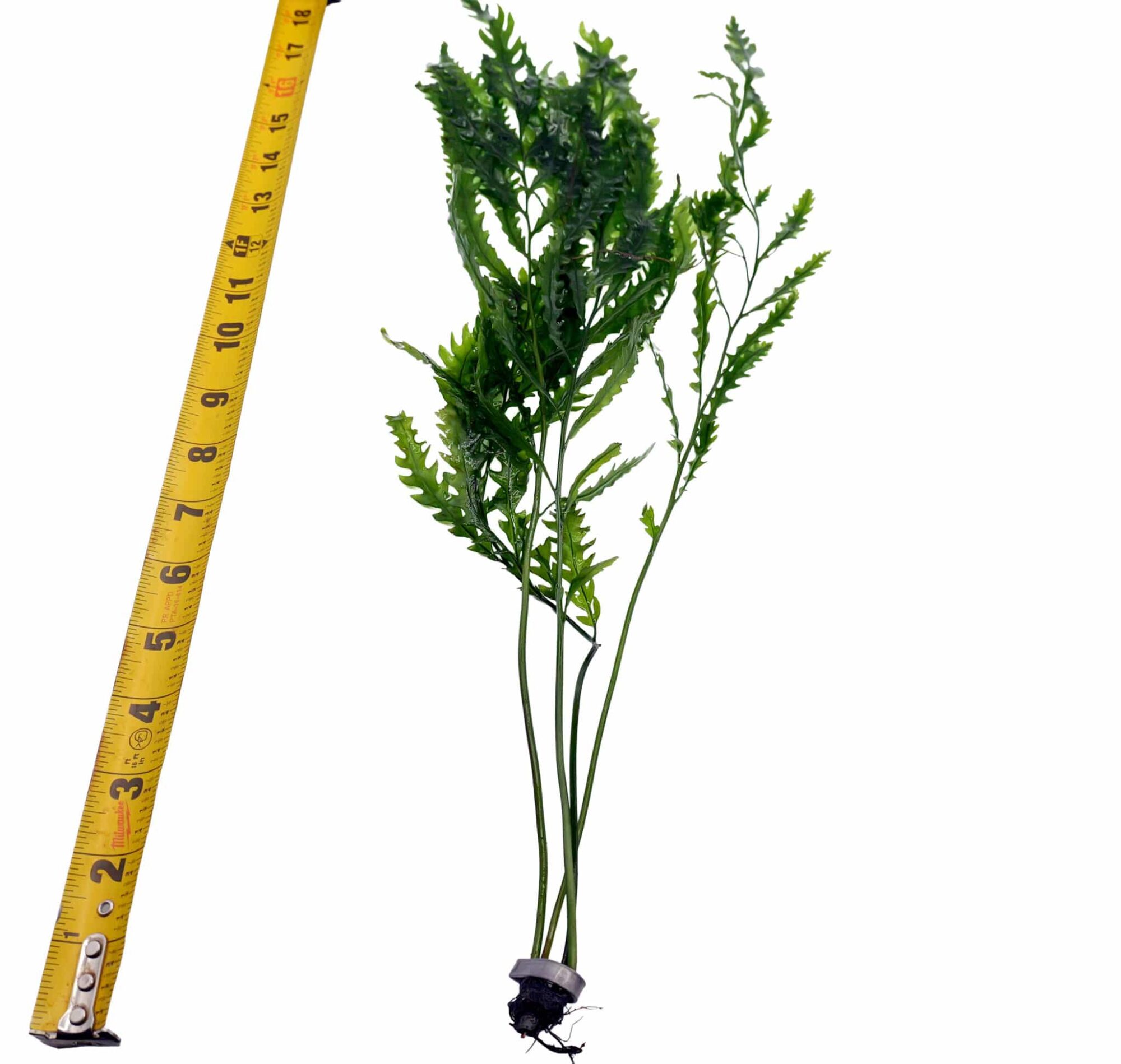 Bolbitis Heudelotii XL
