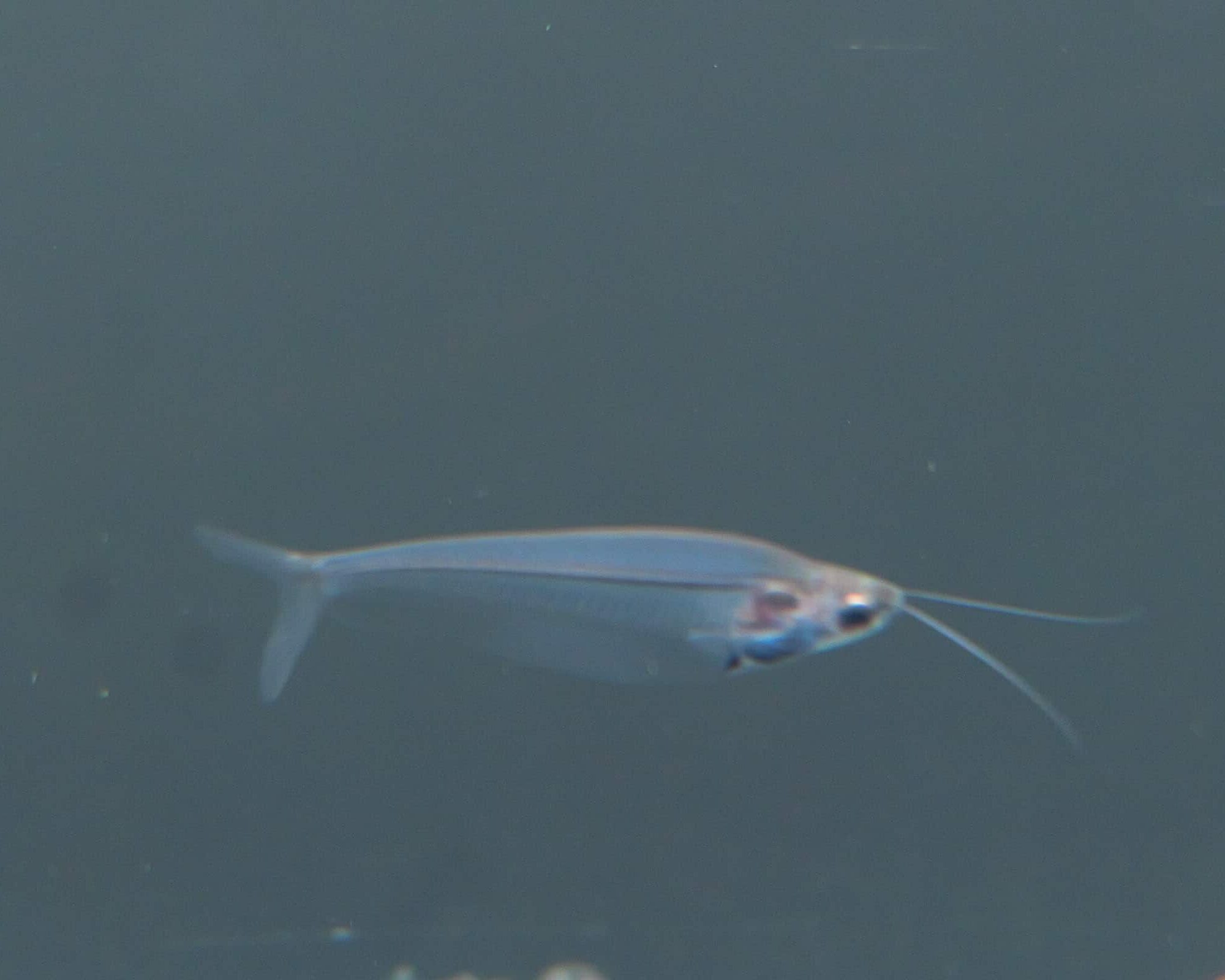 Glass Catfish 3 Pack