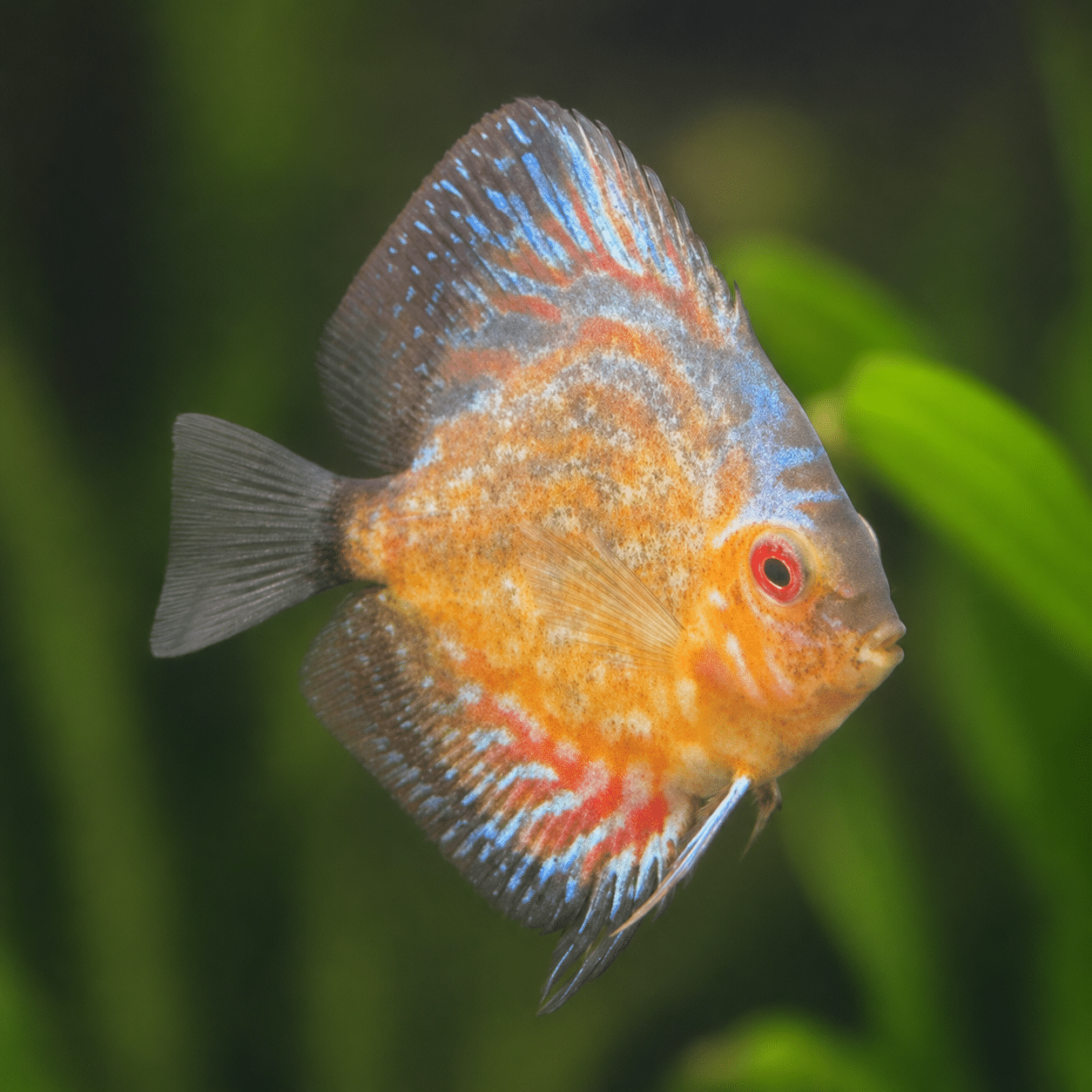 Hybrid Discus fish with orange, blue, and red markings