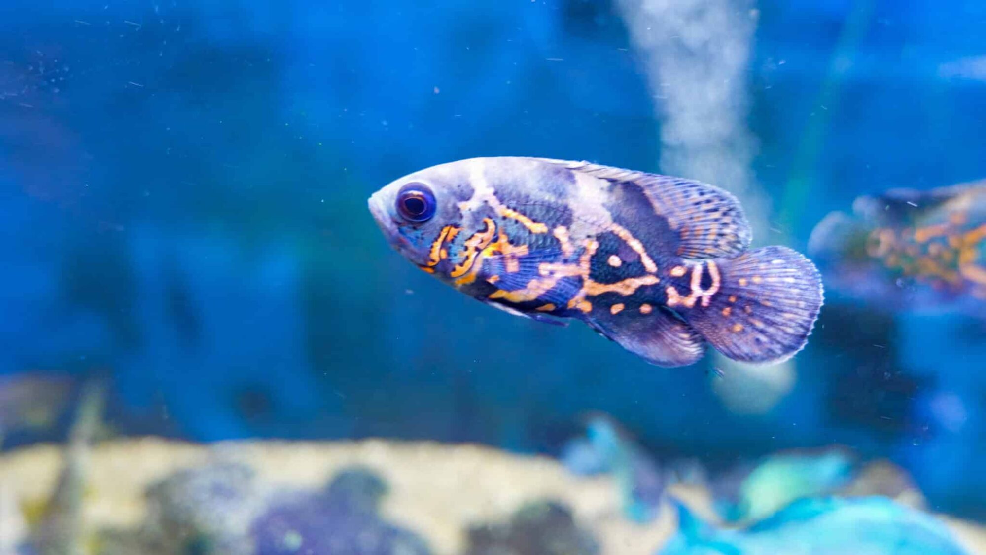 Red Tiger Oscar