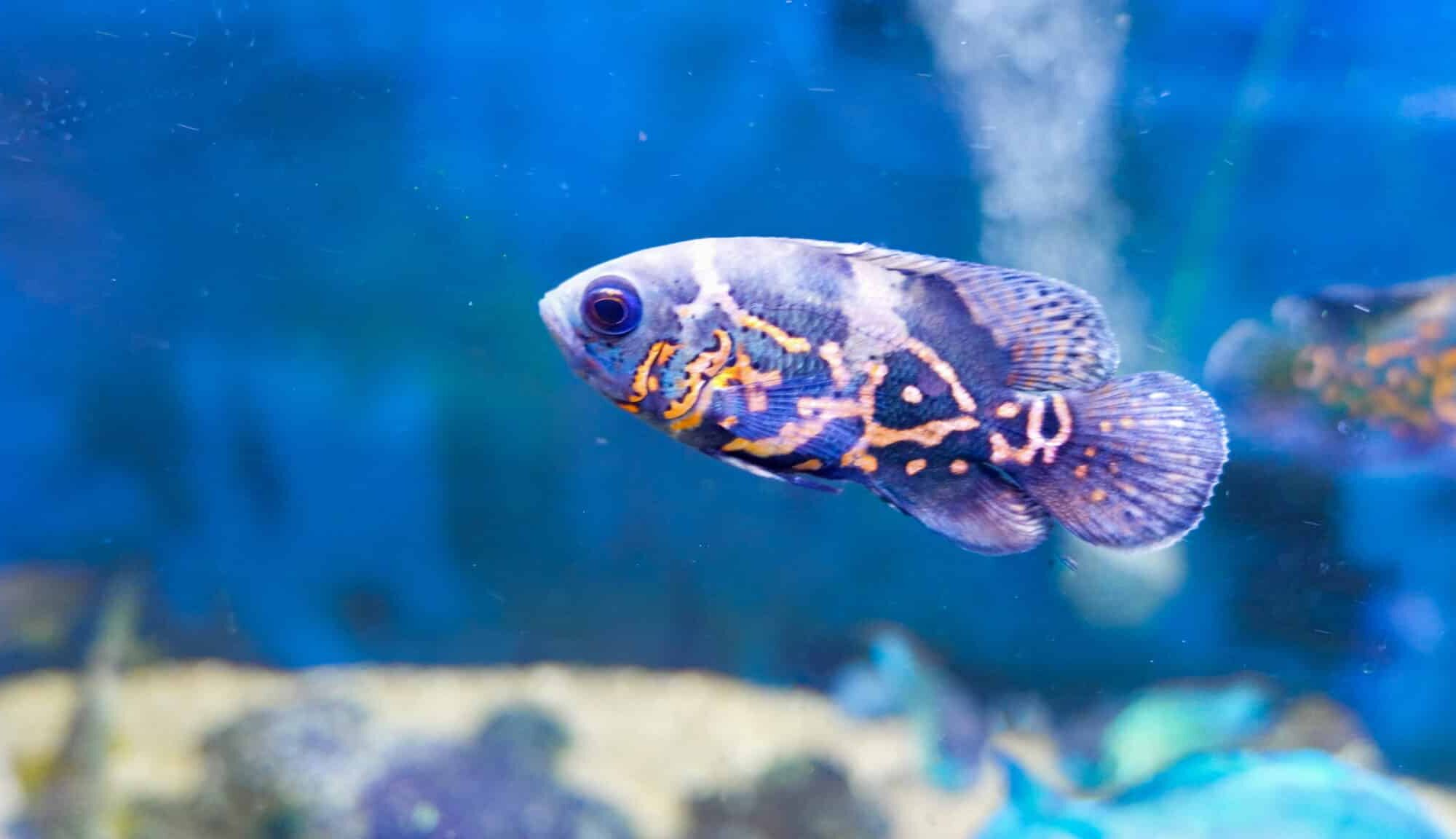 Red Tiger Oscar