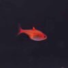 Ember Tetra orange nano schooling fish on dark aquarium background