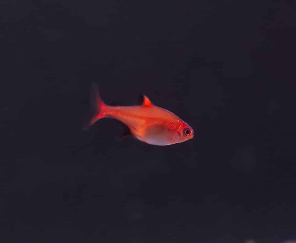 Ember Tetra