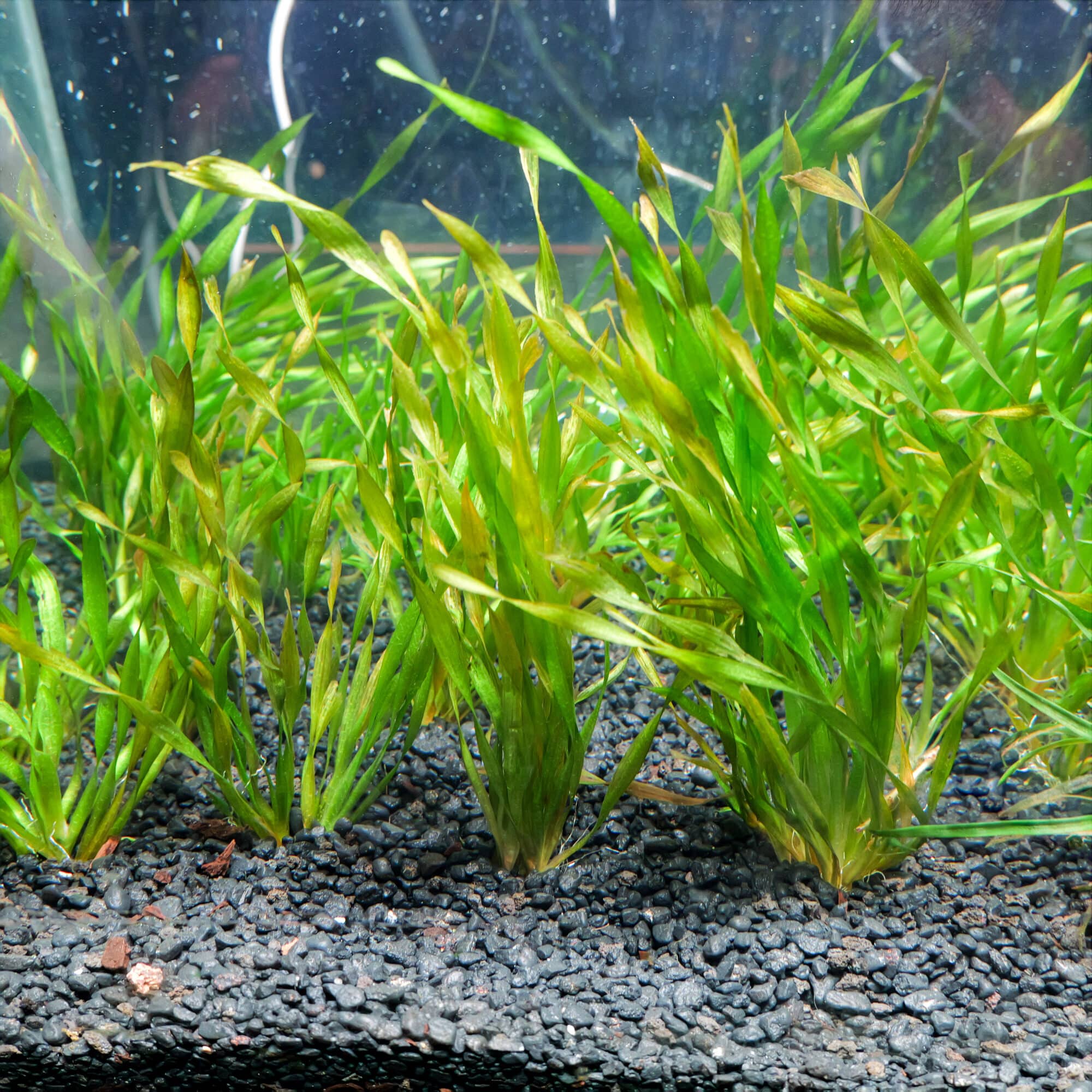 Vallisneria Contortionist