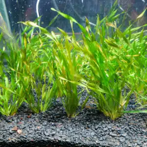 Vallisneria Contortionist from Blue Zone Aquarium current plant inventory