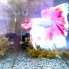 Dumbo Ear Betta male with colorful fins, discounted due to malformed pectoral fin