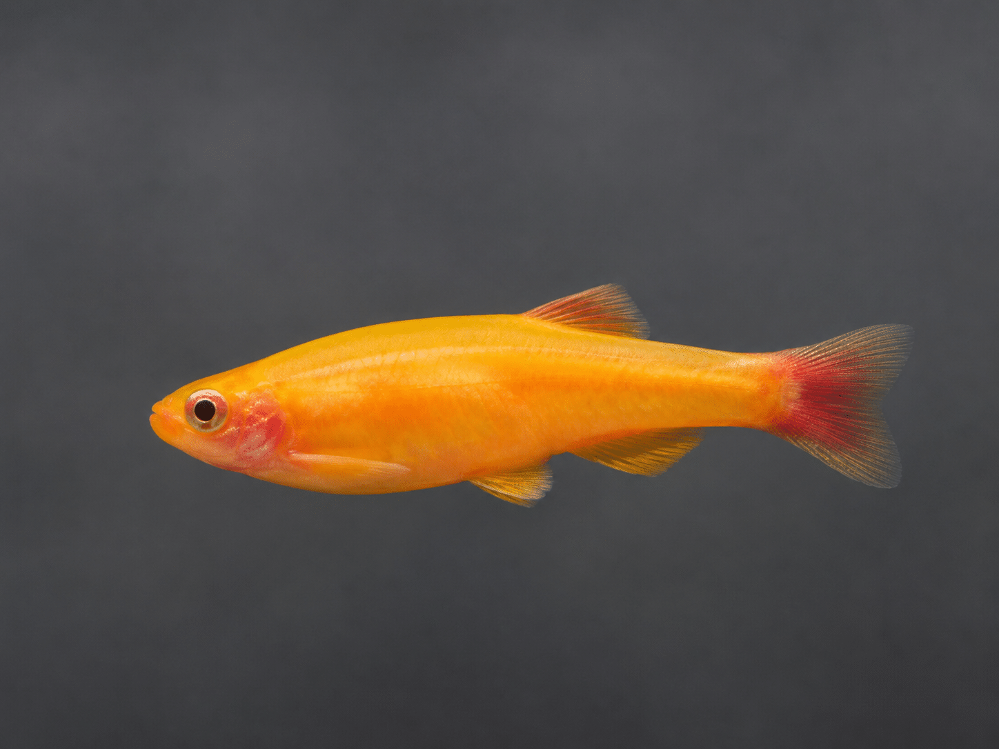Gold White Cloud Mountain Minnow on dark background