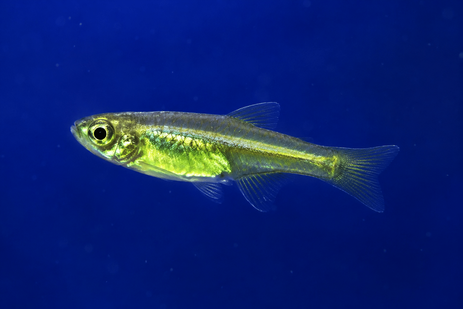 Green Kubotai Rasbora (Microdevario kubotai)