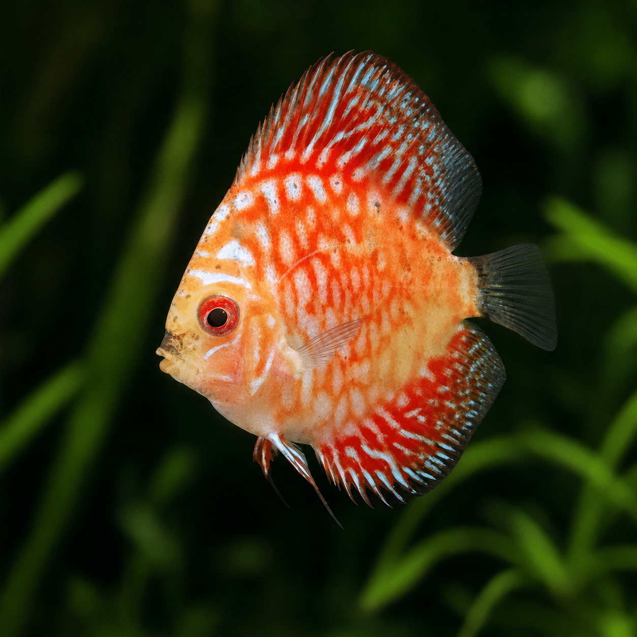 Pigeon Blood Discus swimming against a soft green aquatic background.