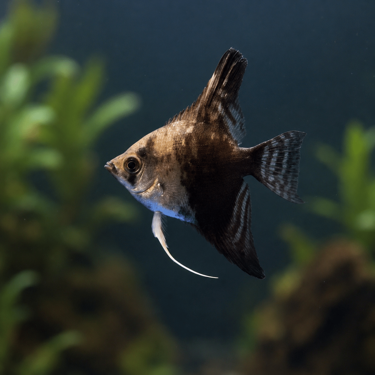 Blue Pinoy Angelfish for sale at Blue Zone Aquarium