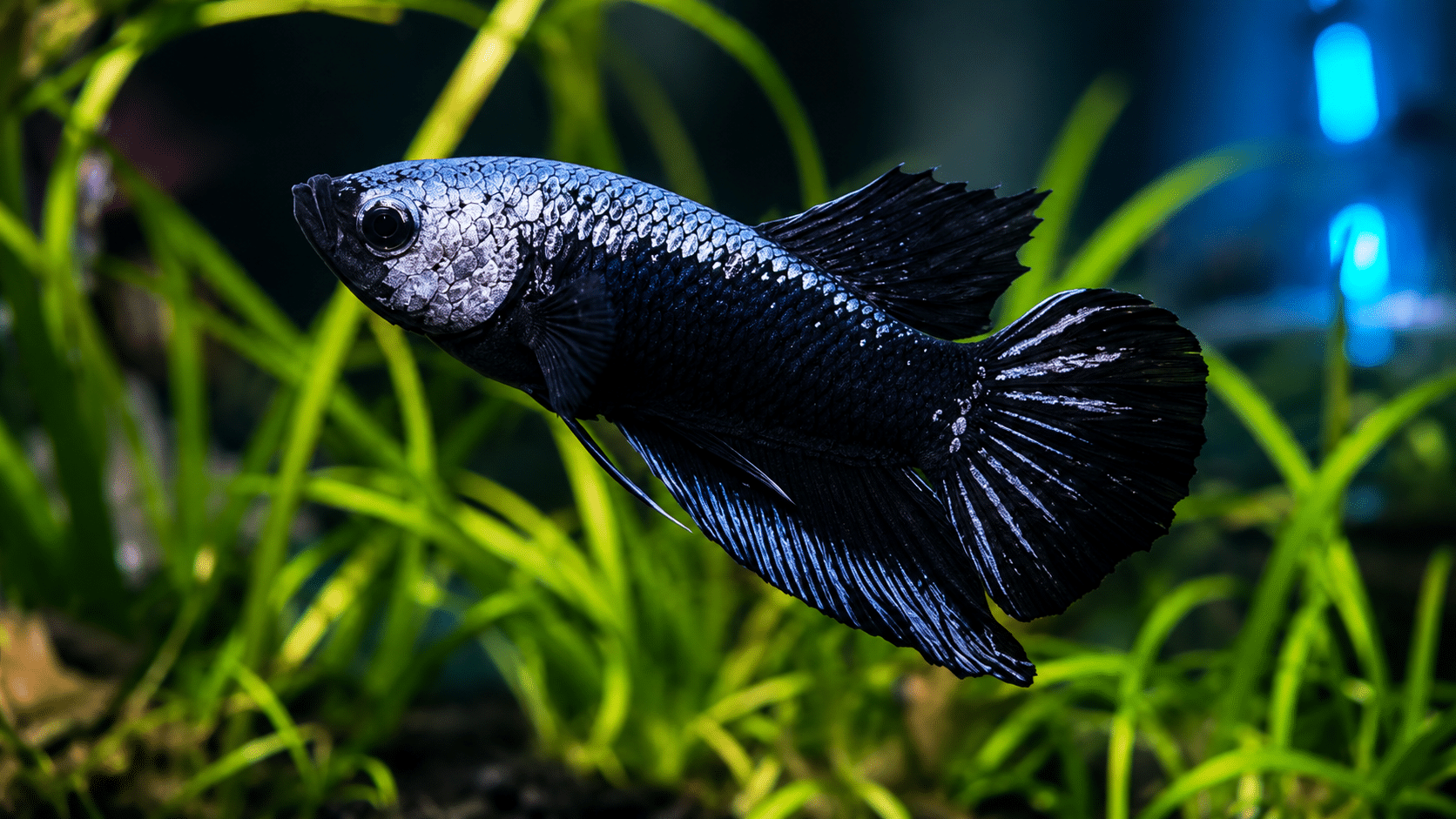 Black Dragon Fighter Plakat Betta with metallic silver scaling and deep black fins